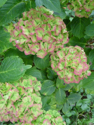 Hortensia con pétalos en forma de estrela de cor verde cos bordes fucsia