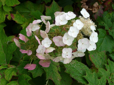 Hortensia branca con dous tipos de pétalos, uns pequenísimos e outros redondeados