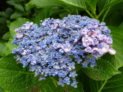 Hortensia cos pétalos en forma de cunca e diversas cores na gama dos azuis e fucsia