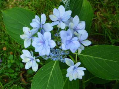 Hortensia cos pétalos azul claro en forma de estrela